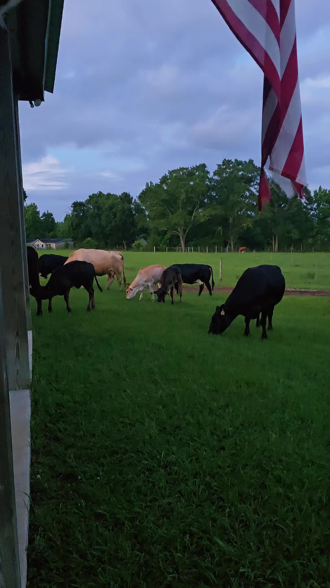 @M.I. CATTLE CO.