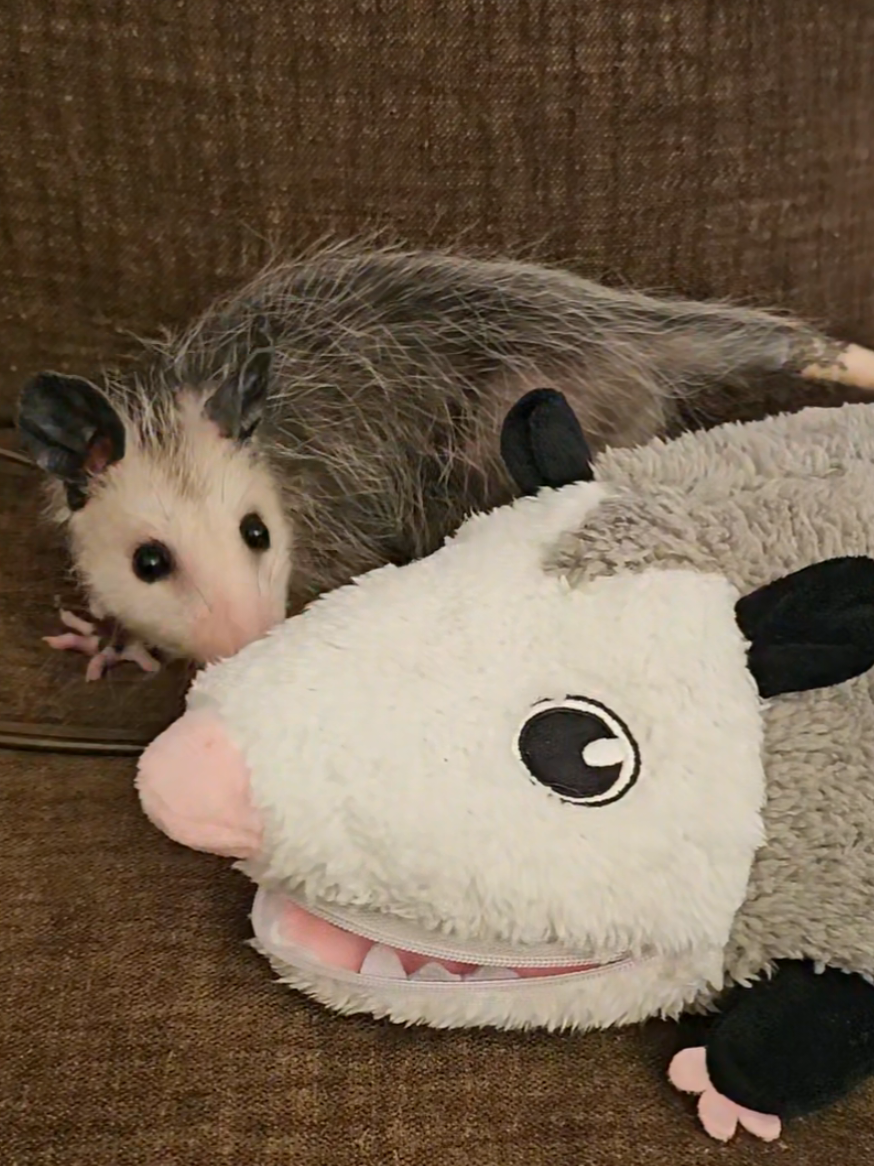 @OPOSSUM/DOG MOMMA Dea