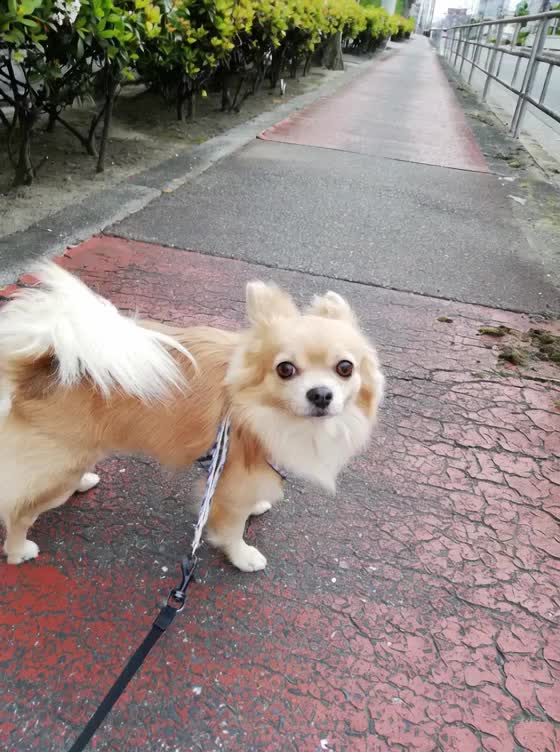 @ふとし