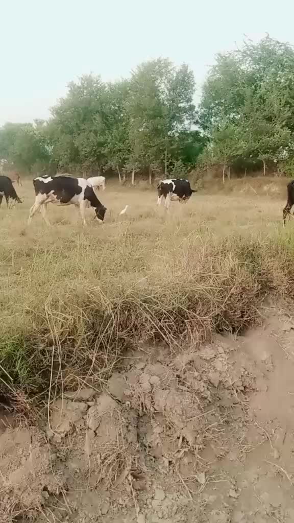 @shanigujjar