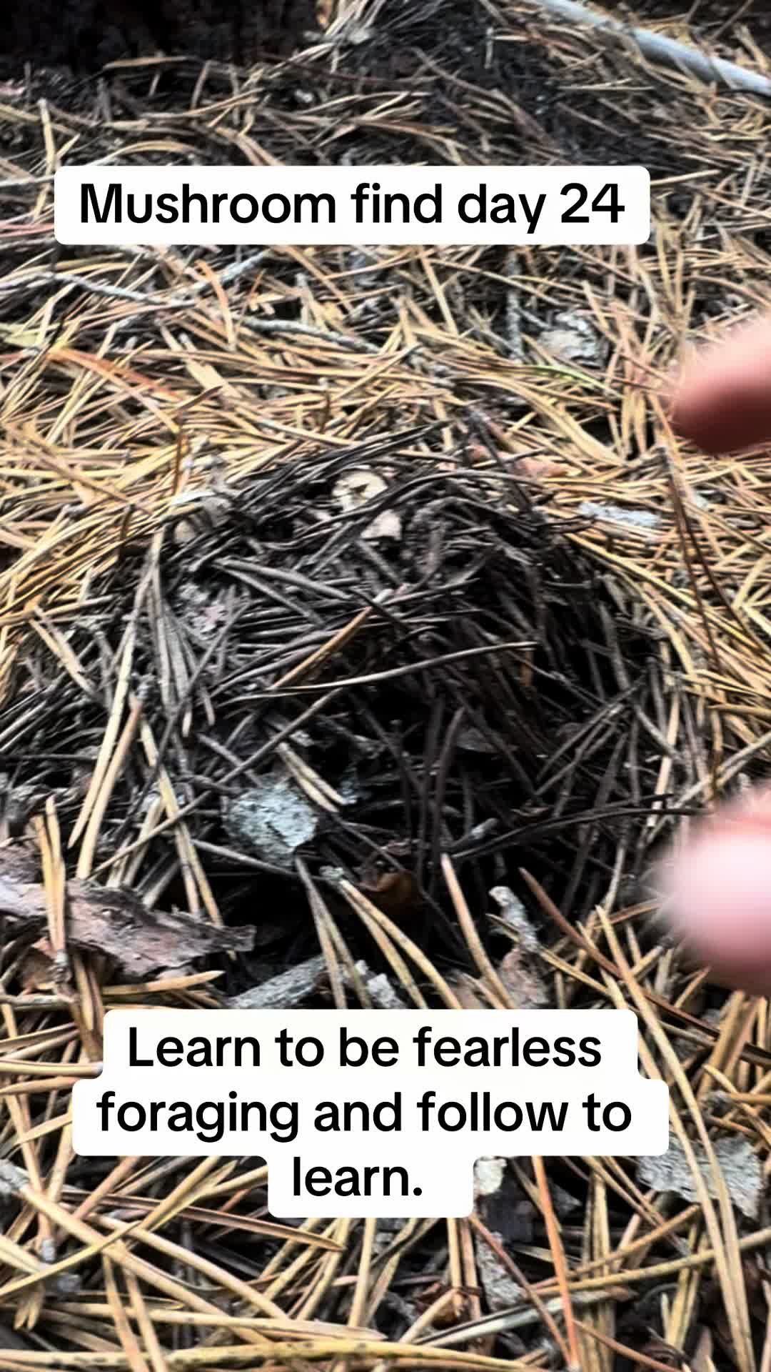 @Fungusamungus