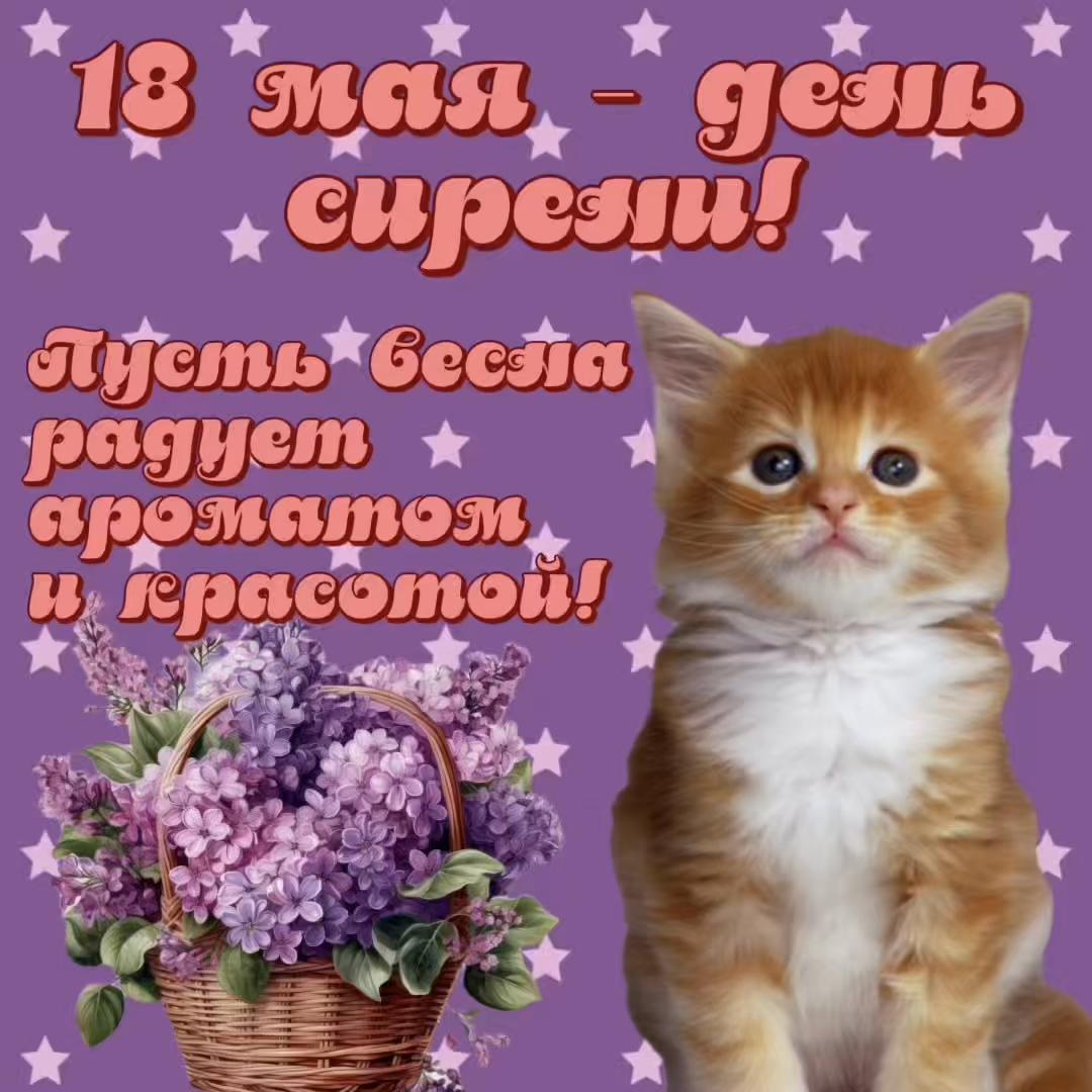 @котики на каждый день