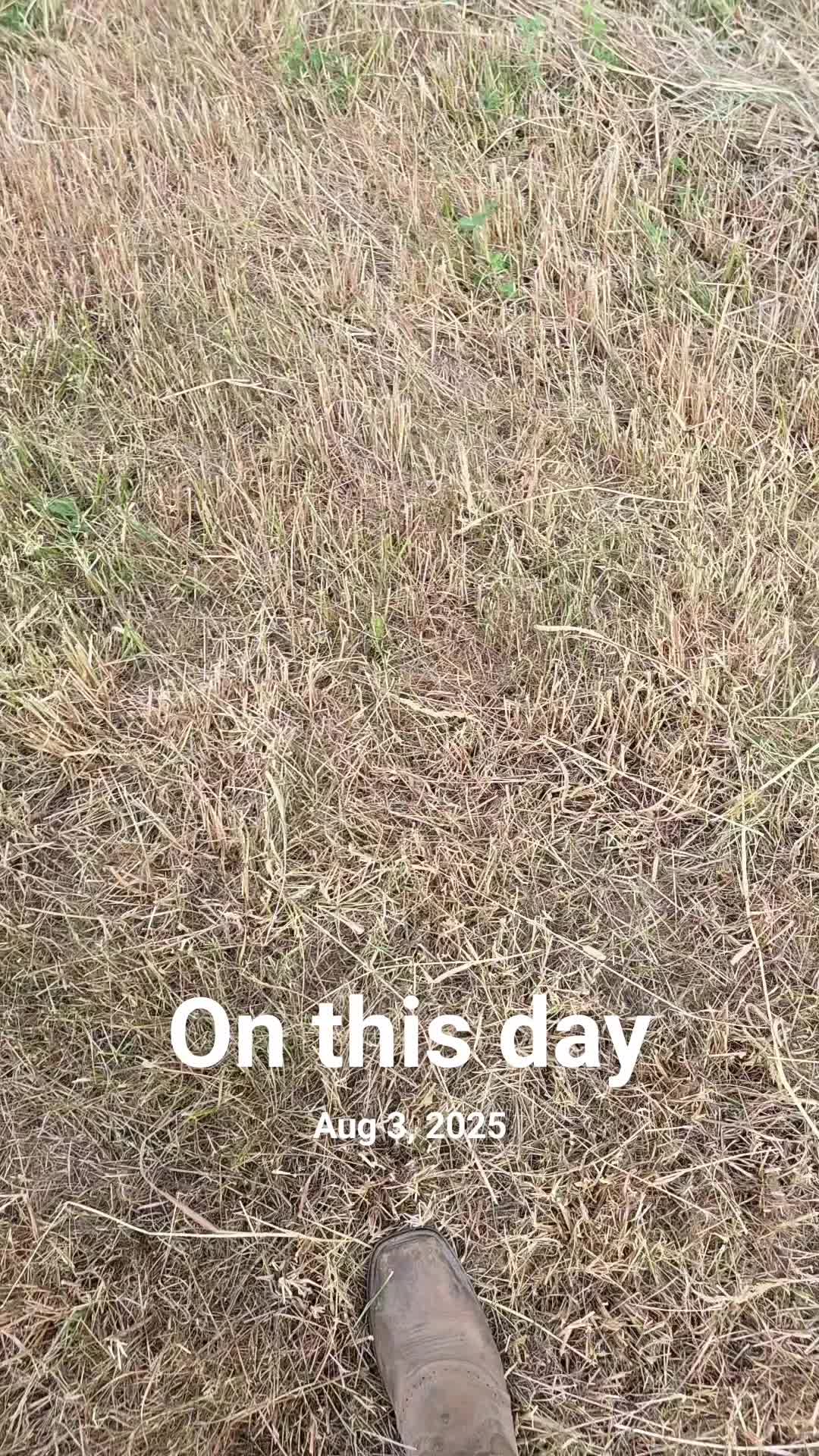 @Lonewolf_trucker