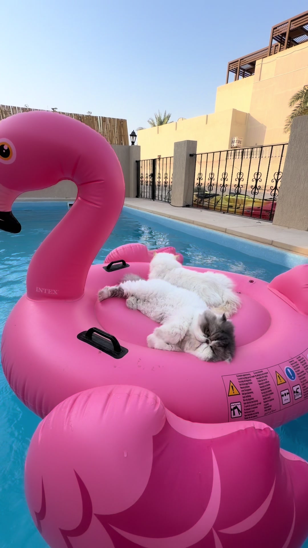 @thezenkitty