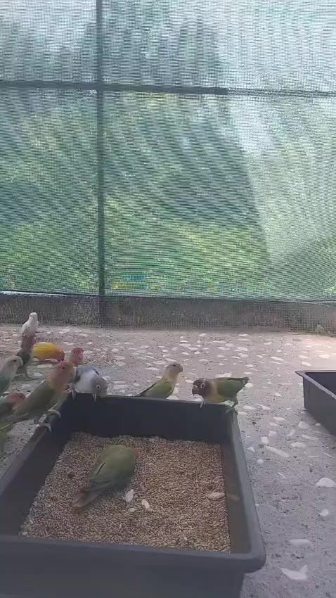 @Aviario FIFUS Guadalajara