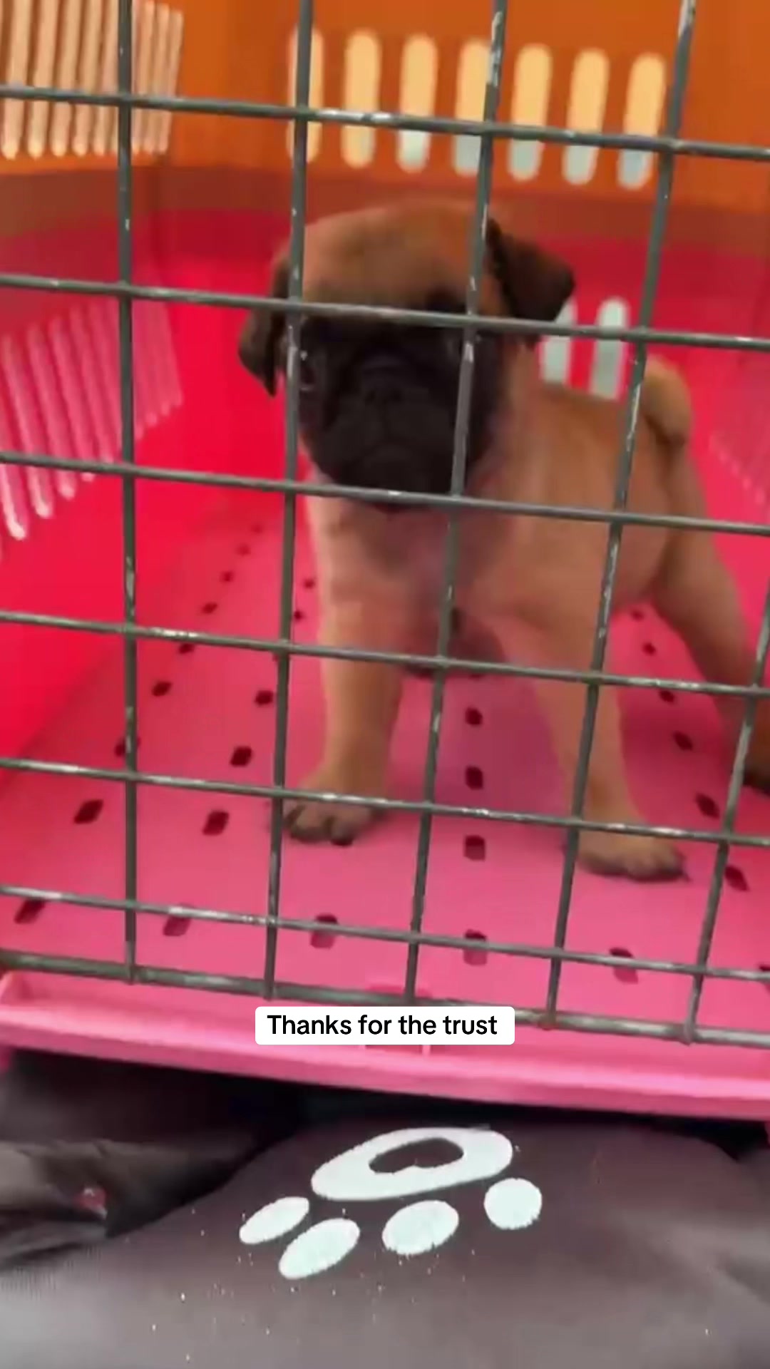 @Mothersheila_DogTv
