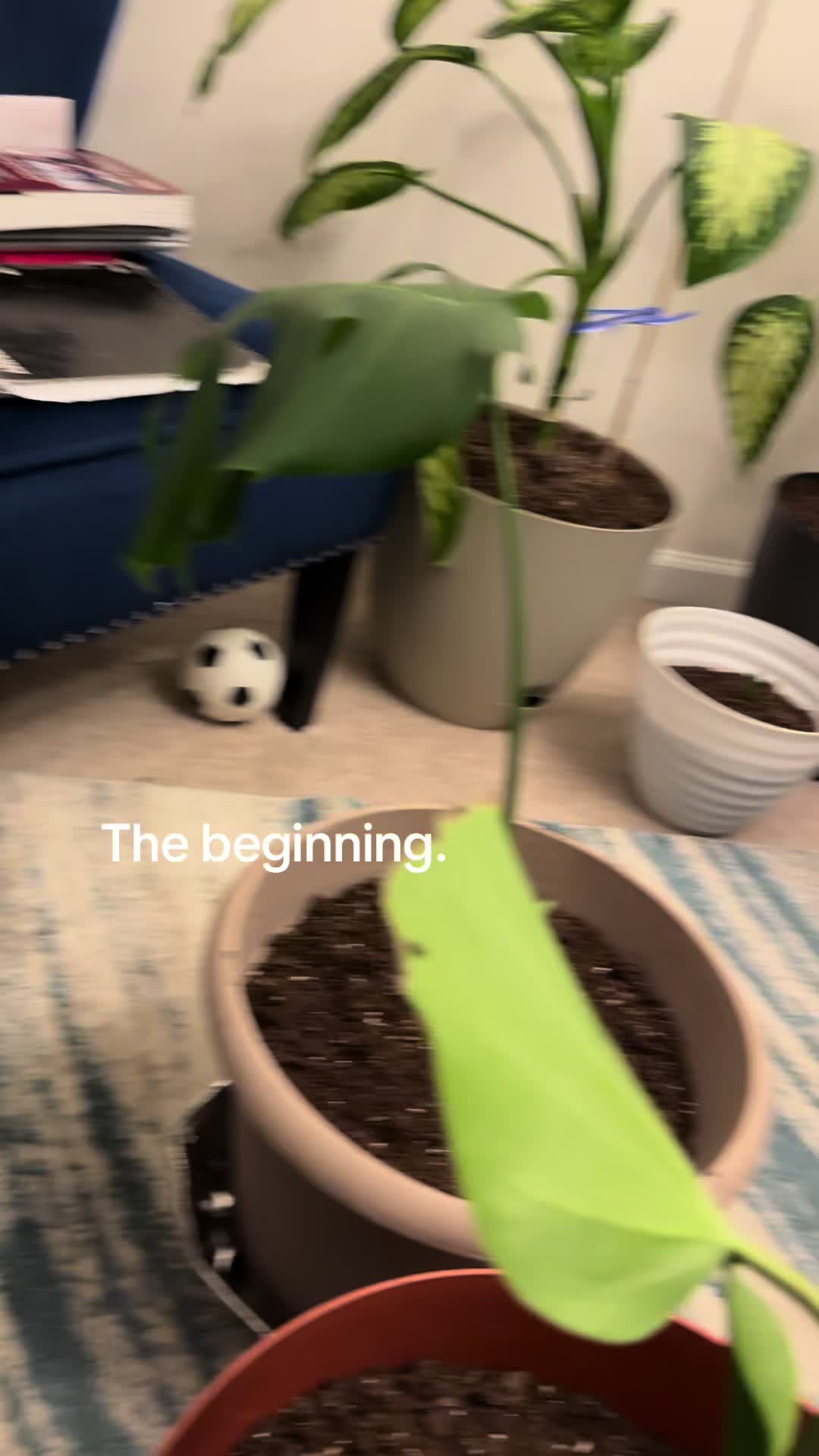 @MoePlantDad
