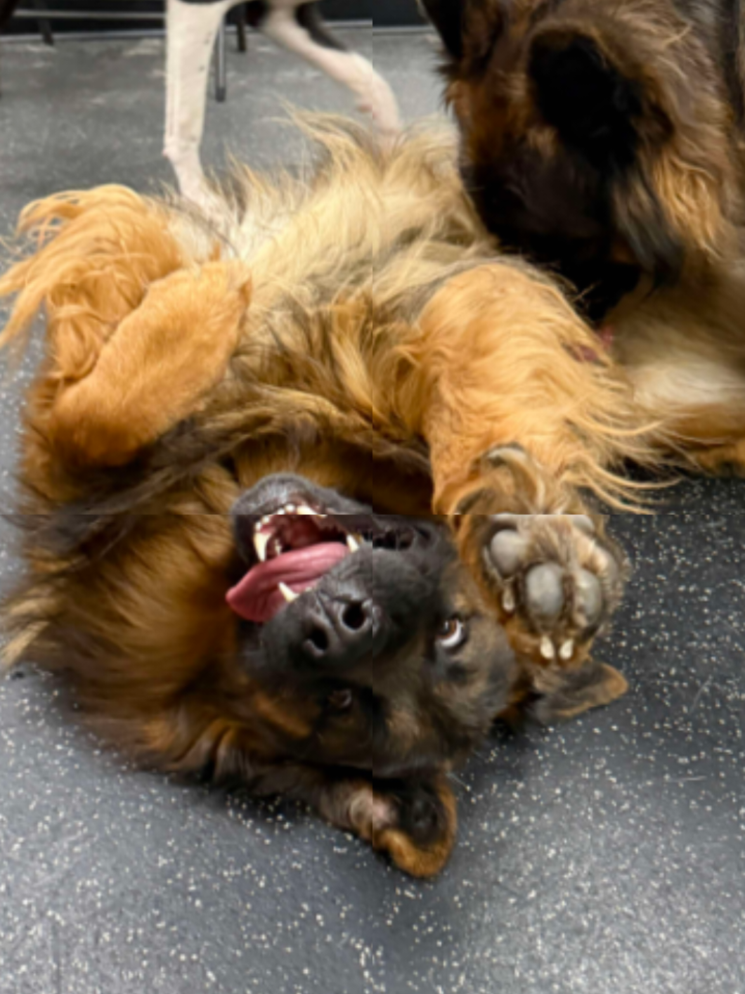 @Fissan Training Kennels