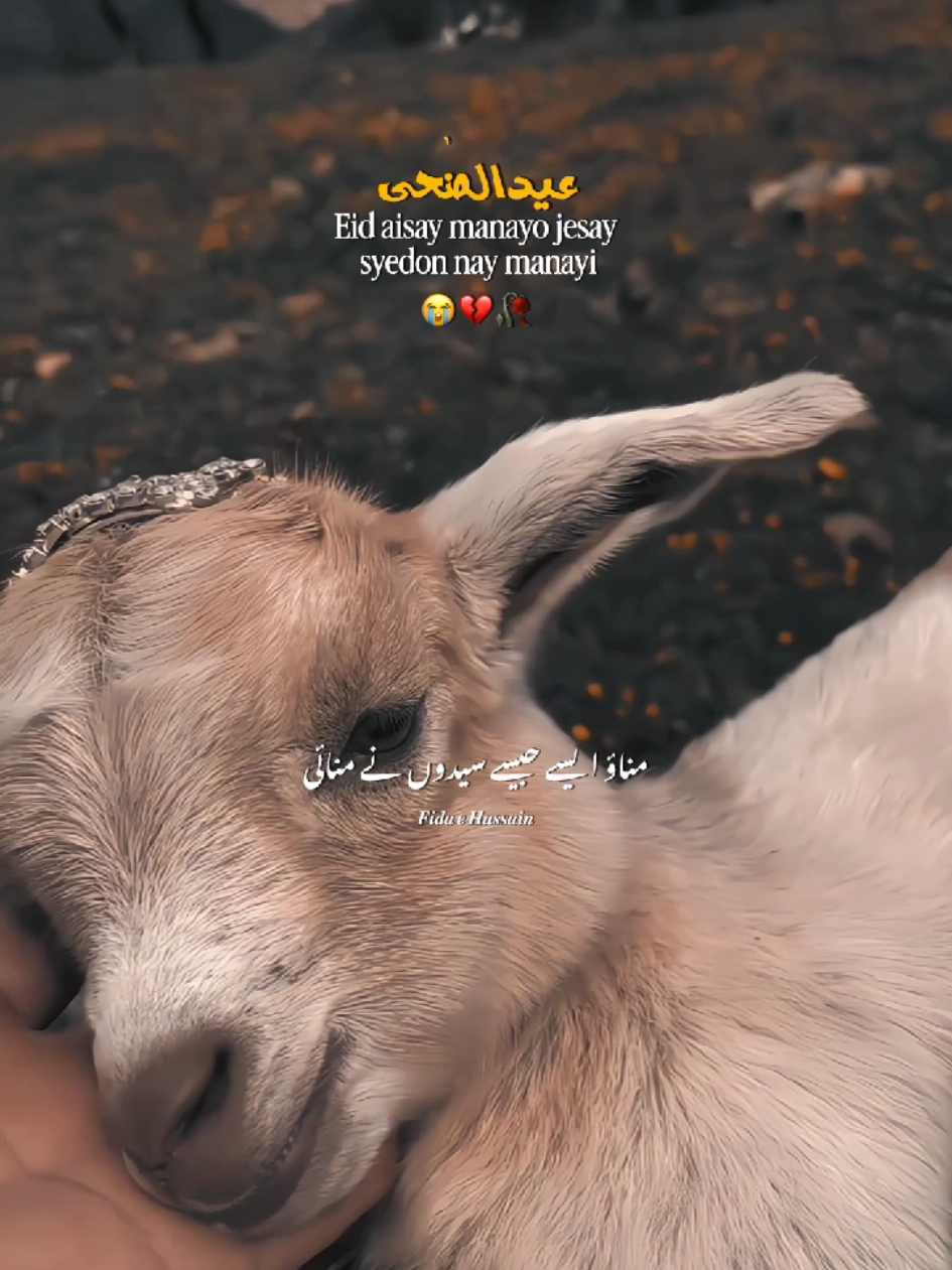 @𝑭𝒊𝒅𝒂 𝒆 𝑯𝒖𝒔𝒔𝒂𝒊𝒏