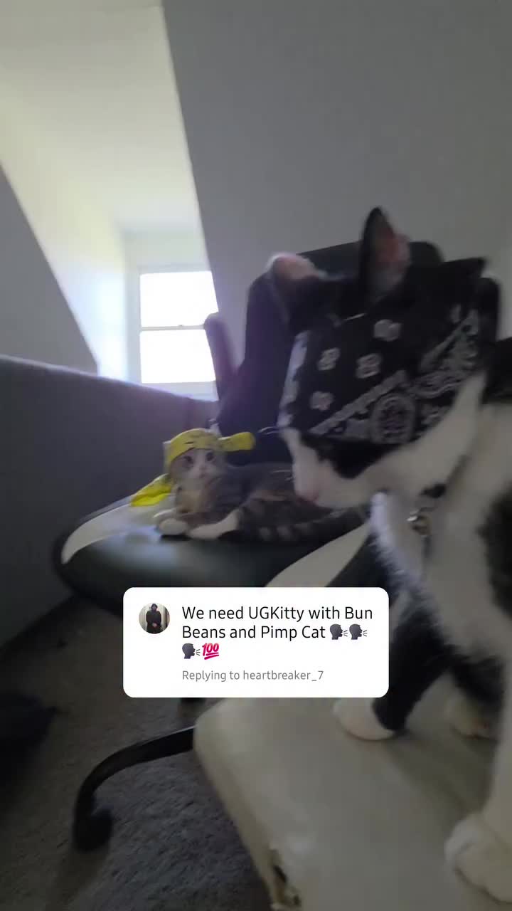 @THUGxedo Cat