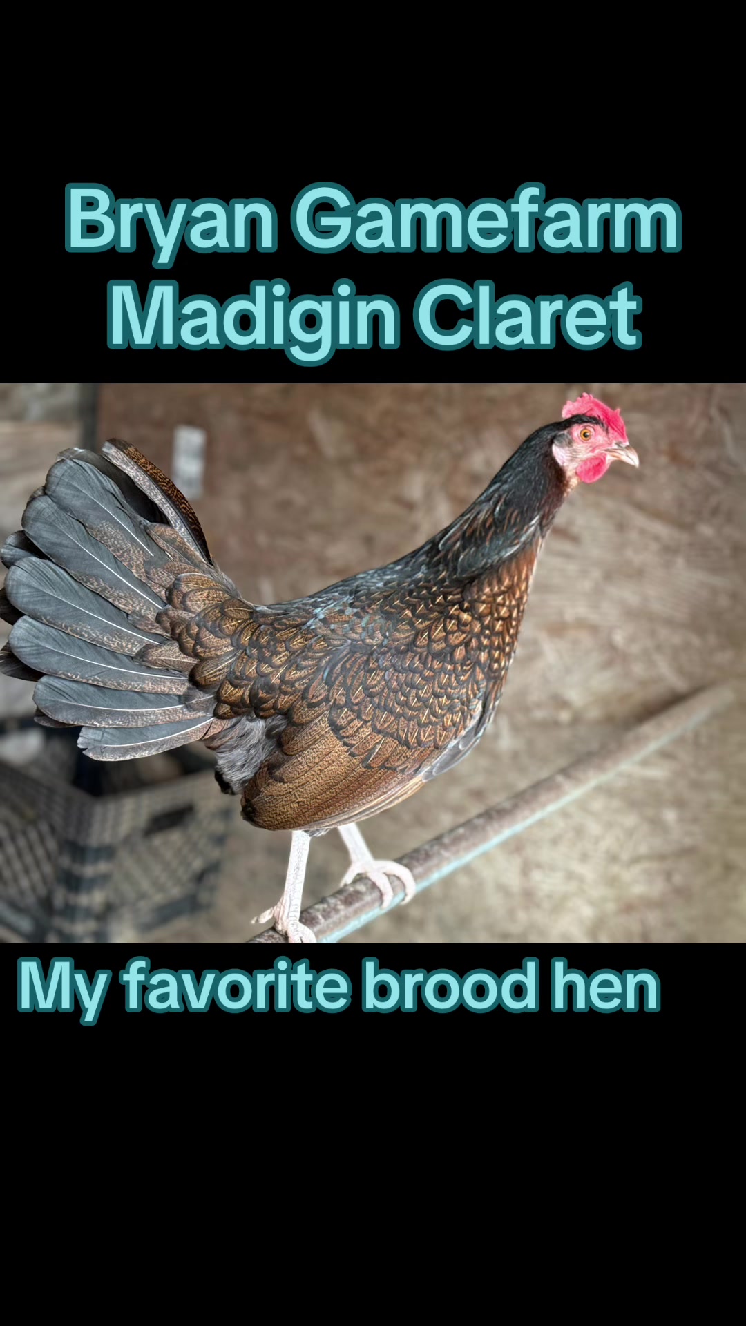 @Bryan Gamefarm