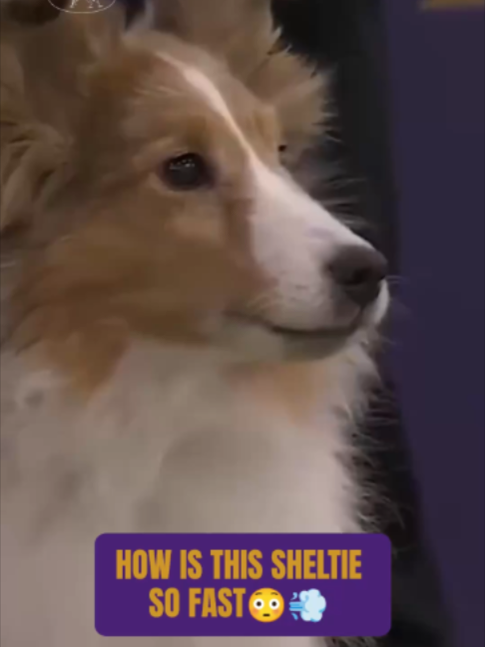@Westminster Kennel Club
