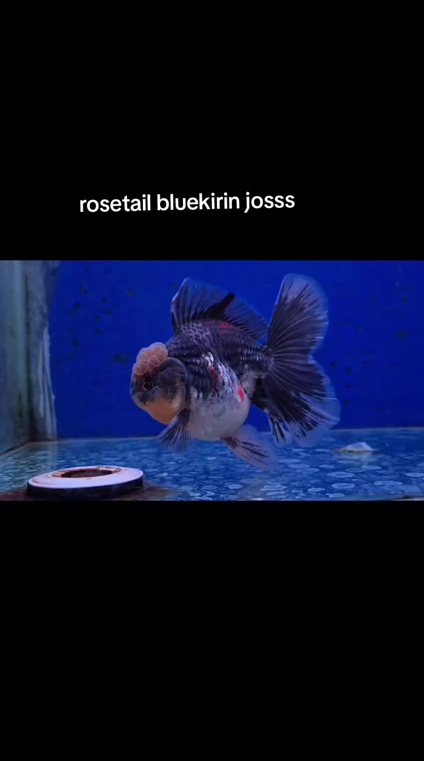 @Teras Aji Goldfish