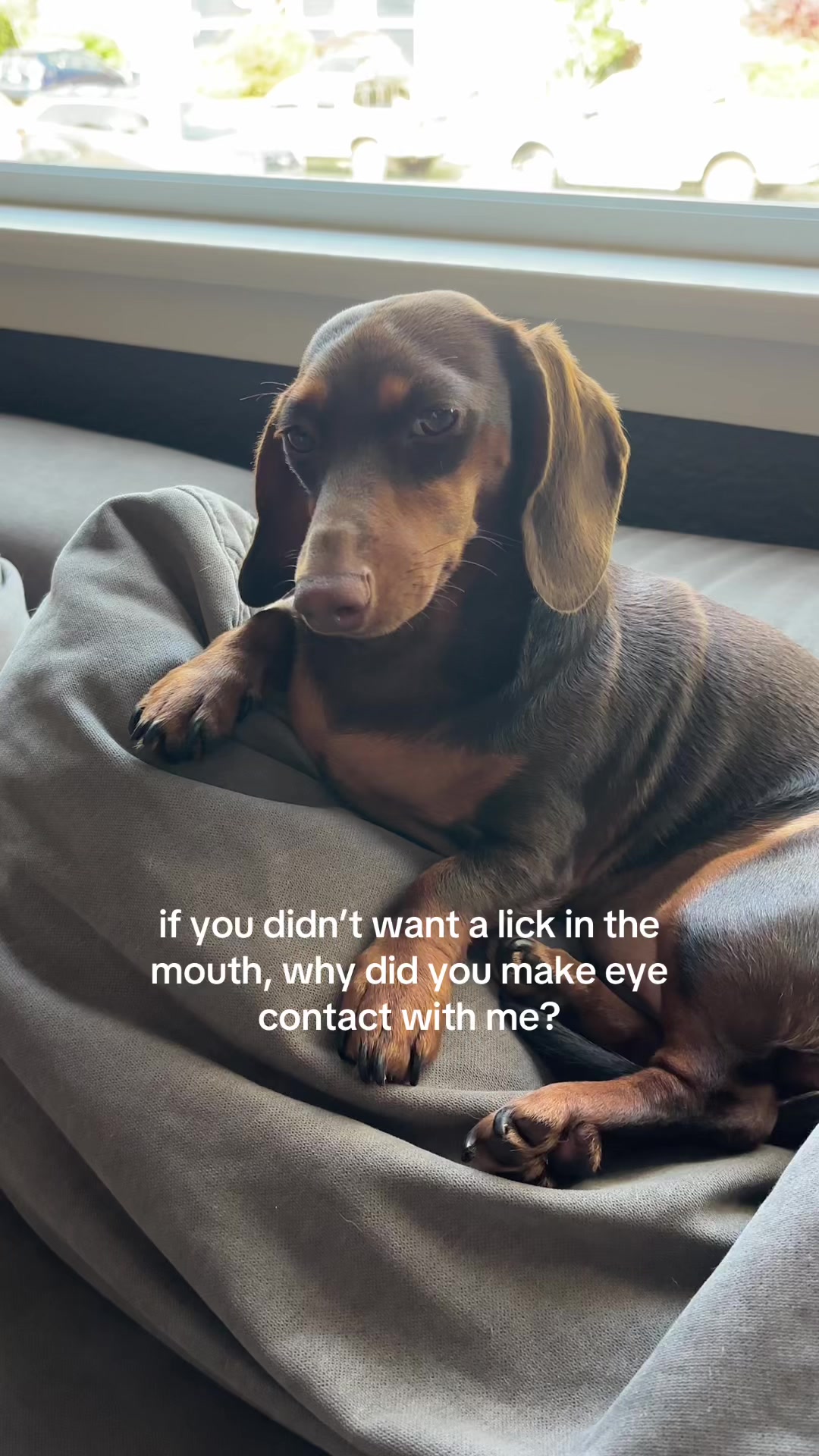 @rhubarb the doggo