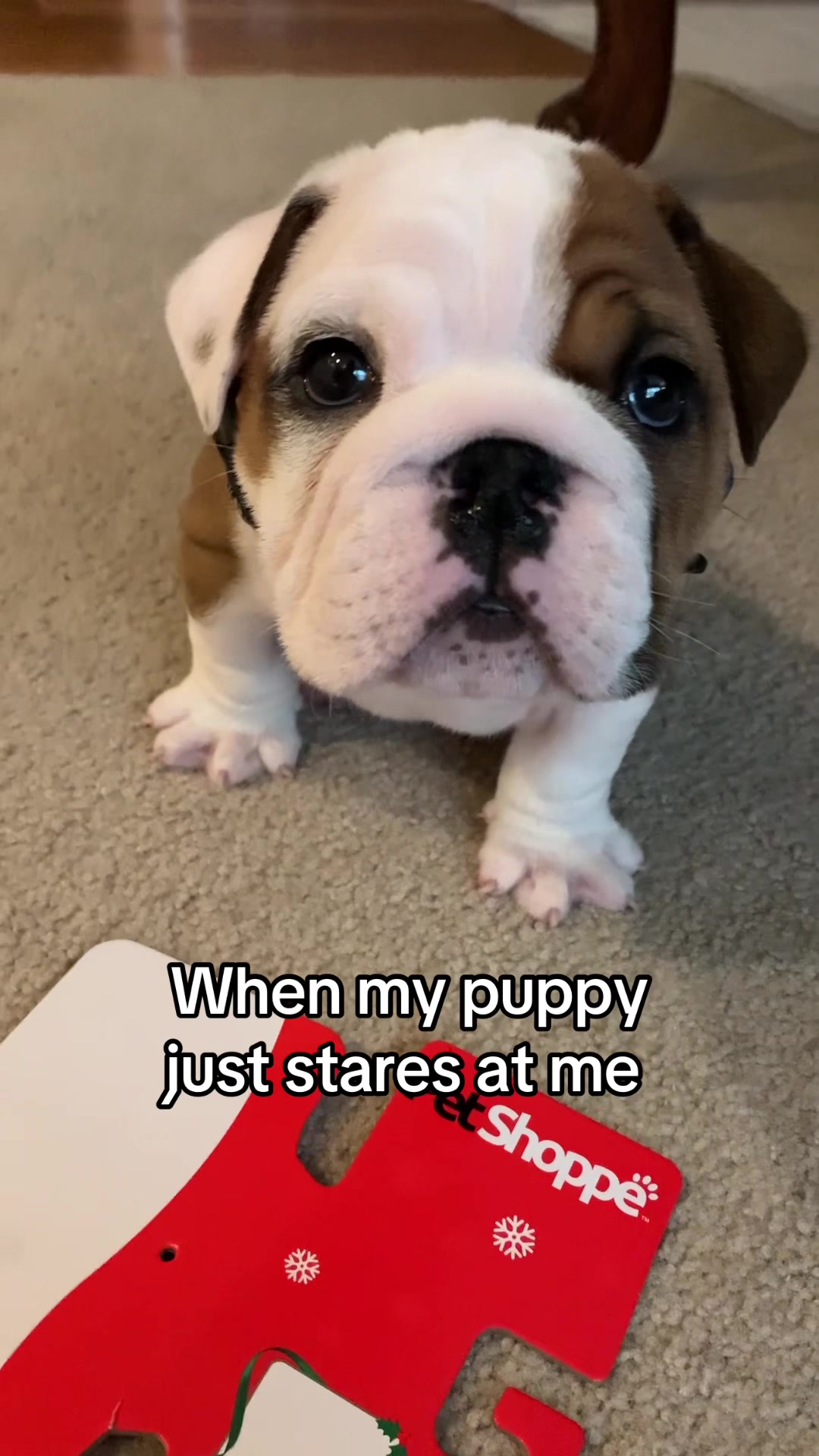 @Stubby The Bulldog