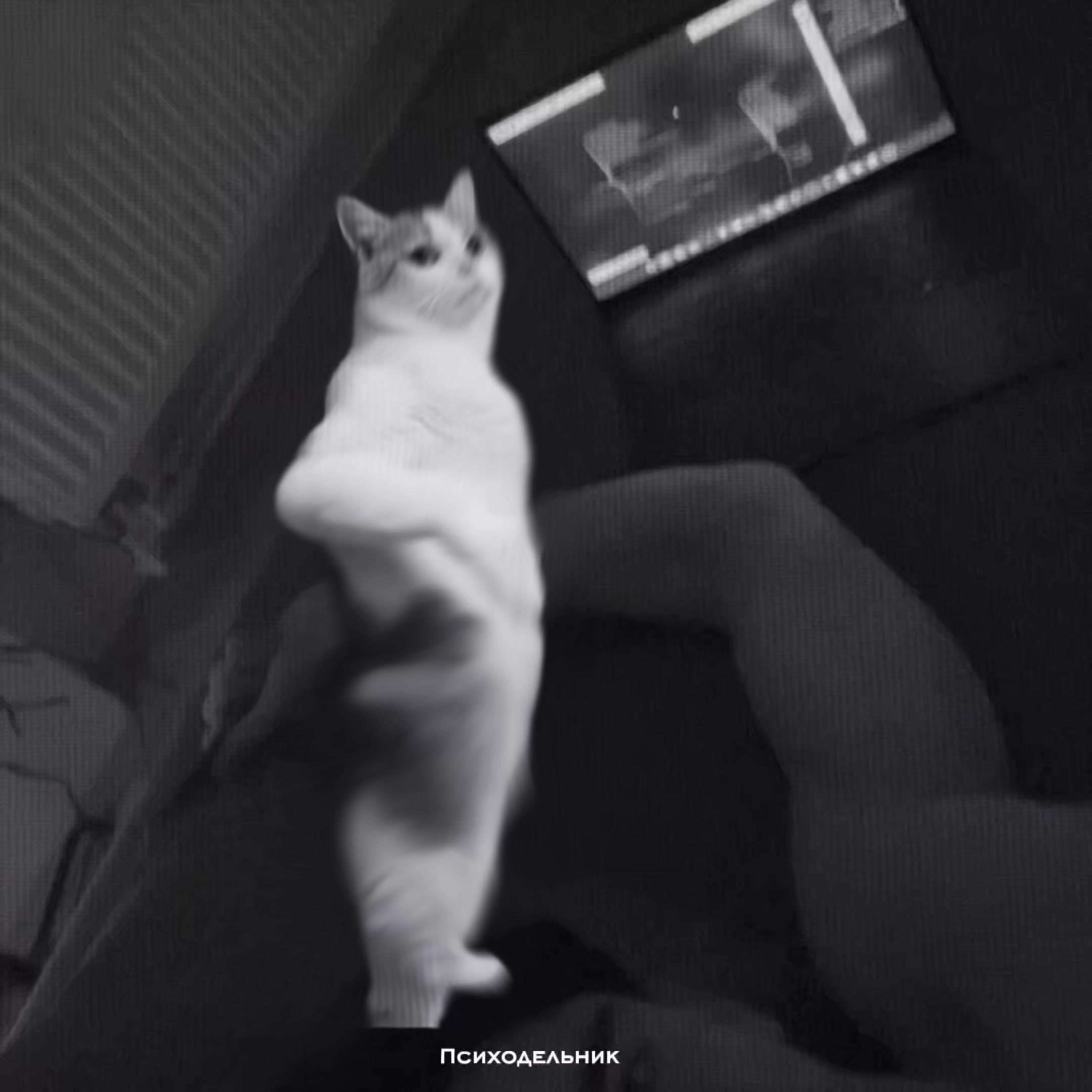 @Психодельник