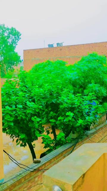 @ch Khizar Hayat jutt