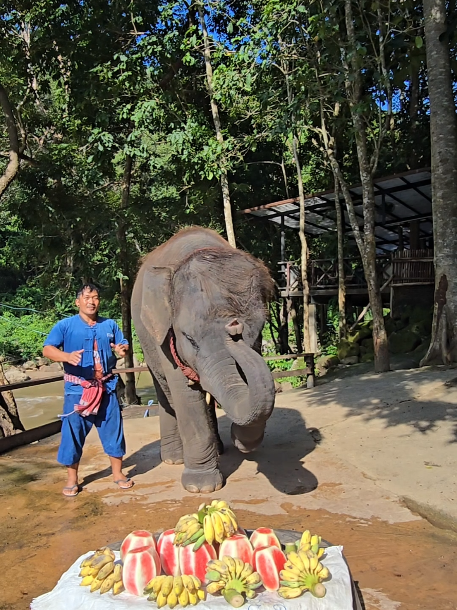 @ควาญแดง พลายภูพิงค์