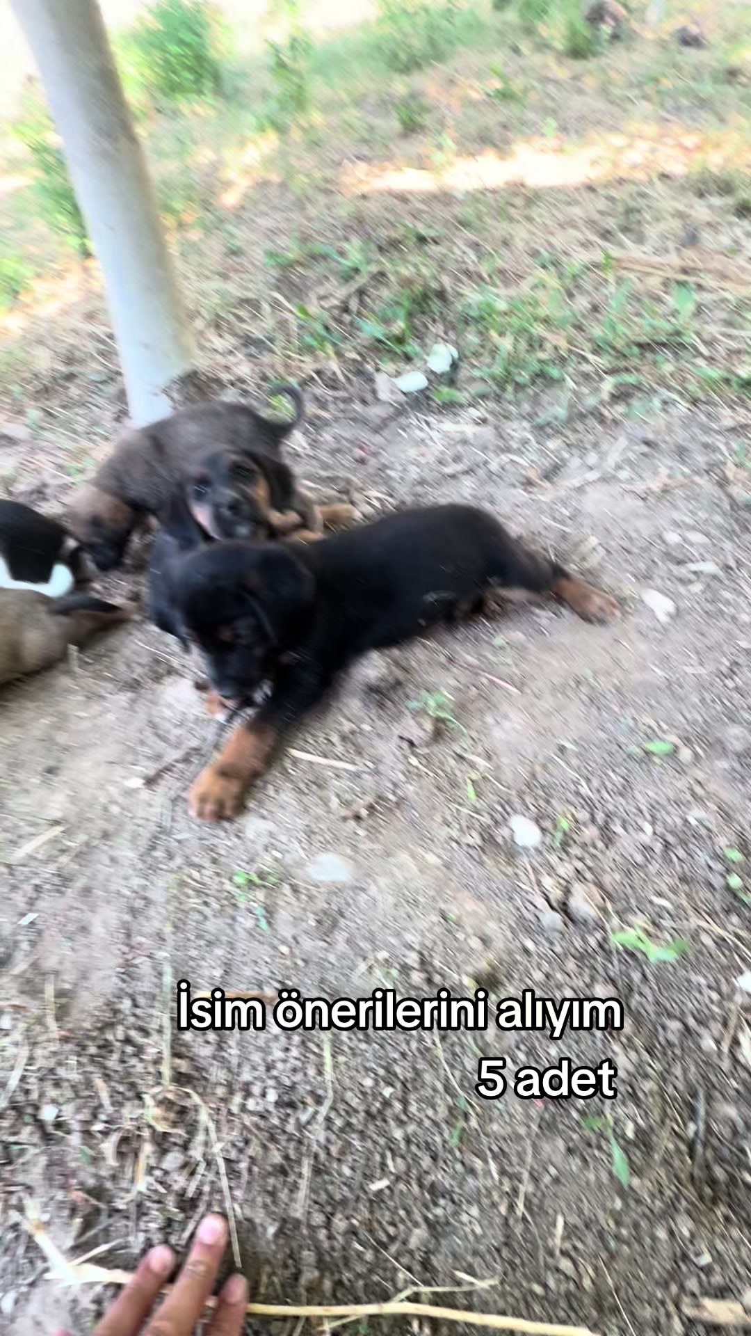 @elit_ciftci