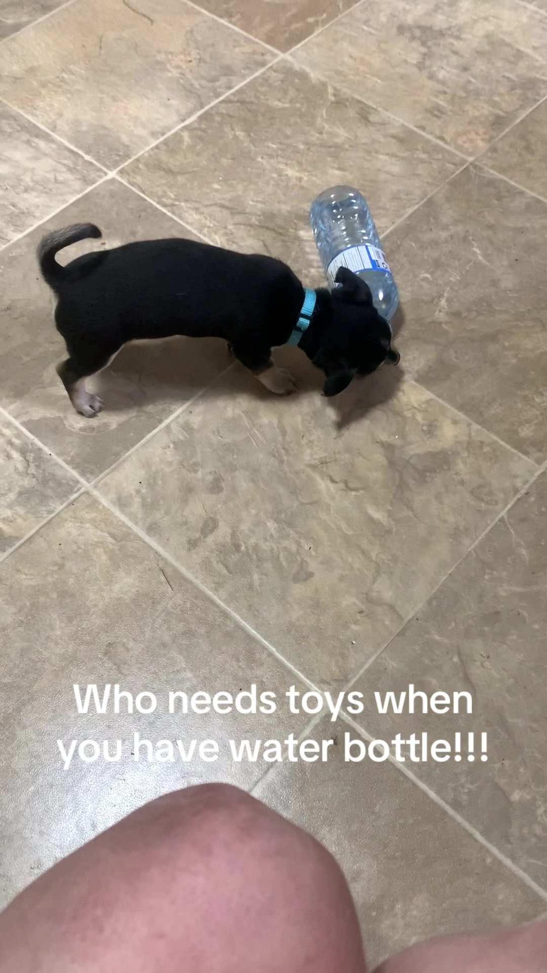 @lovinglifewithpuppies🐾🇨🇦🐾