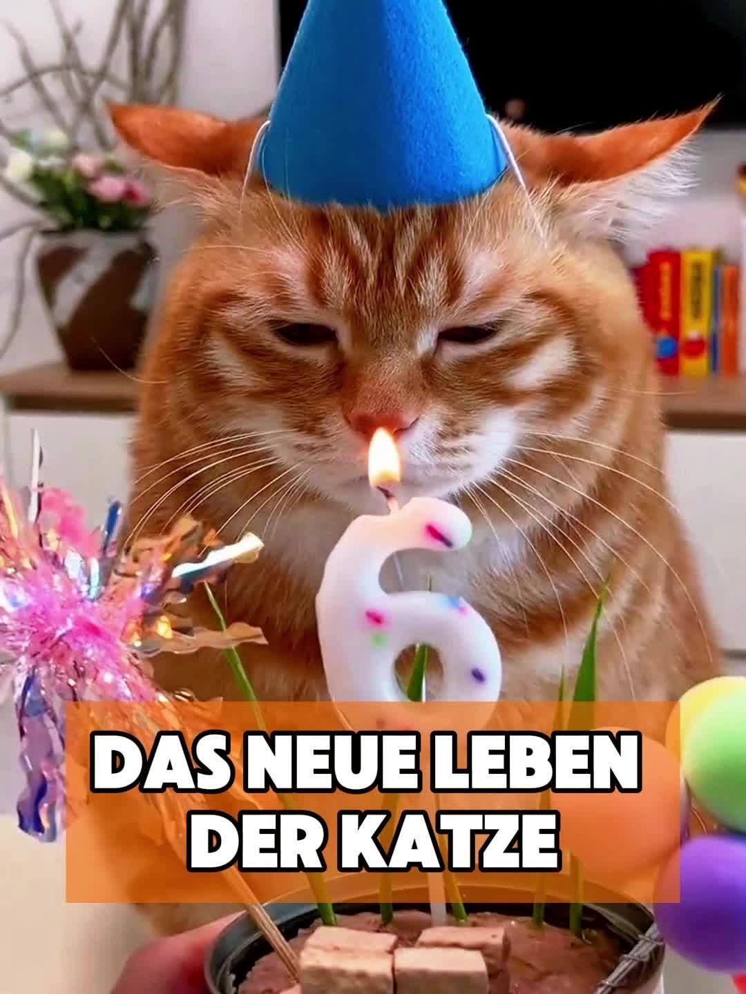 @toto_tier
