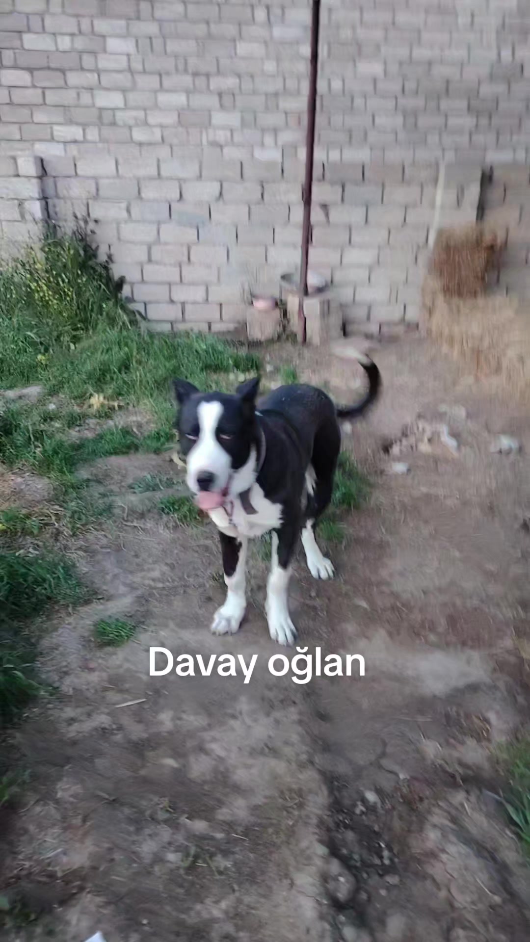 @Pitomnik_ağcabedi_volkadav.Mir