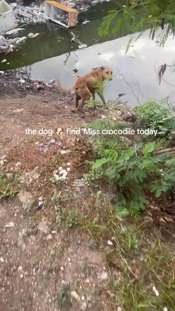@teddy motivation and wildlife