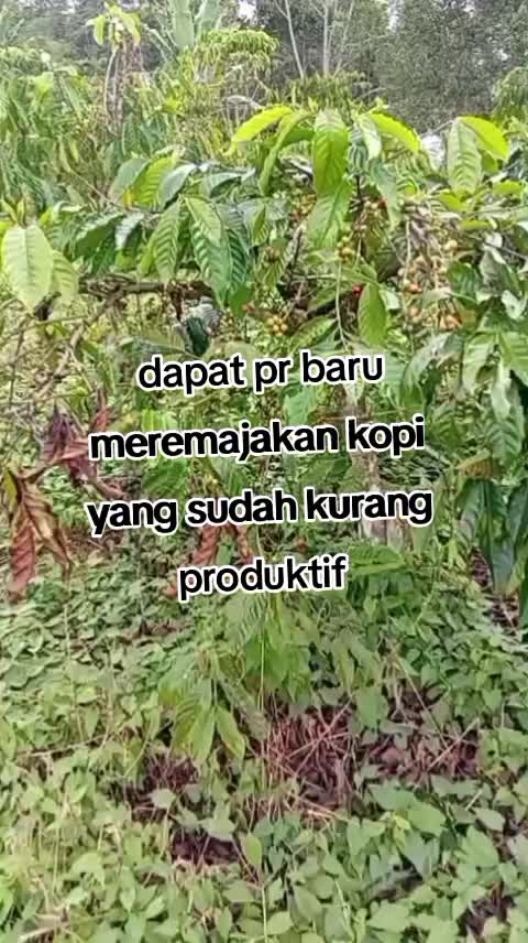 @petani