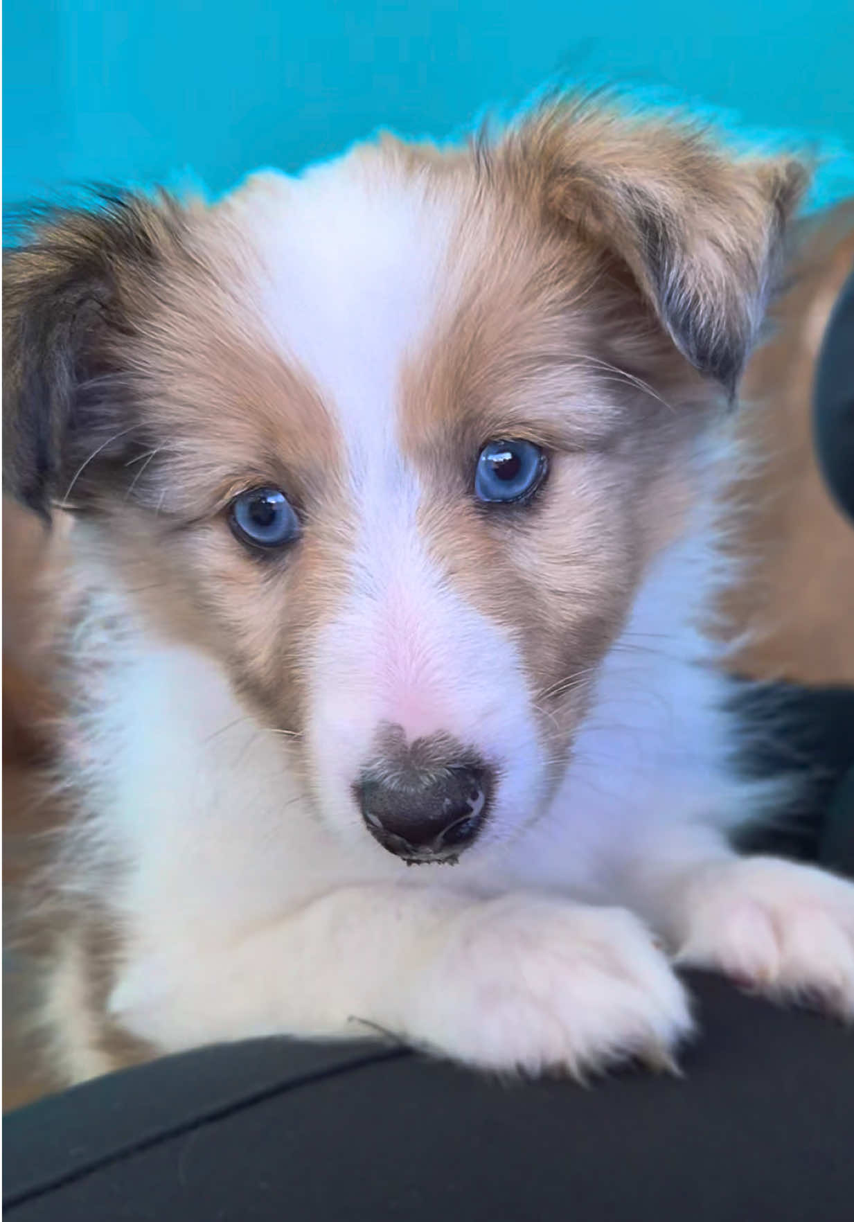 @Petland Oklahoma City