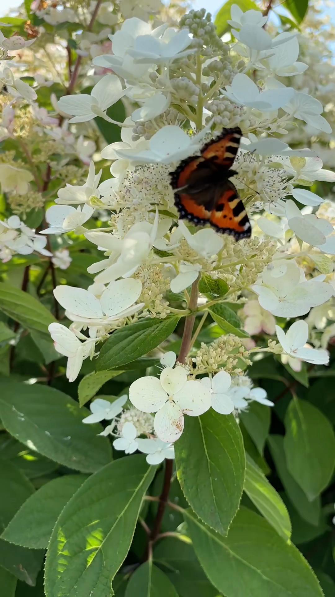 @🌿𝓐𝓷𝓲𝓷𝓪 𝓭𝓪𝓬𝓱𝓪🌿