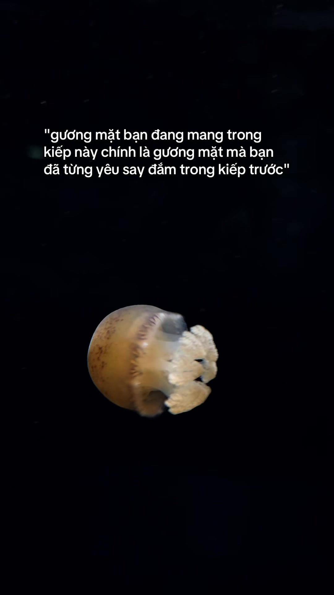 @Animals so SUY