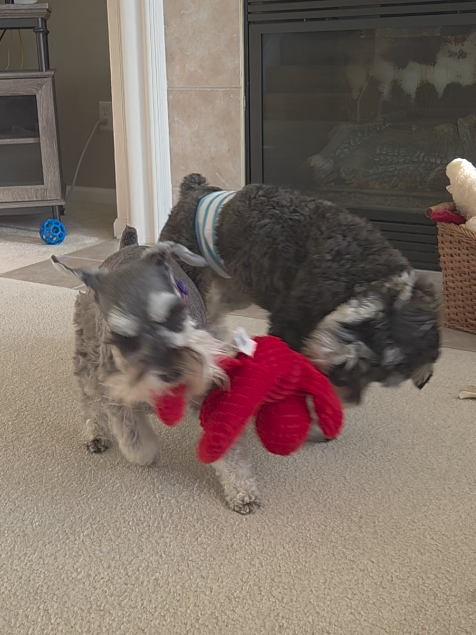 @Schnauzer Intelligence