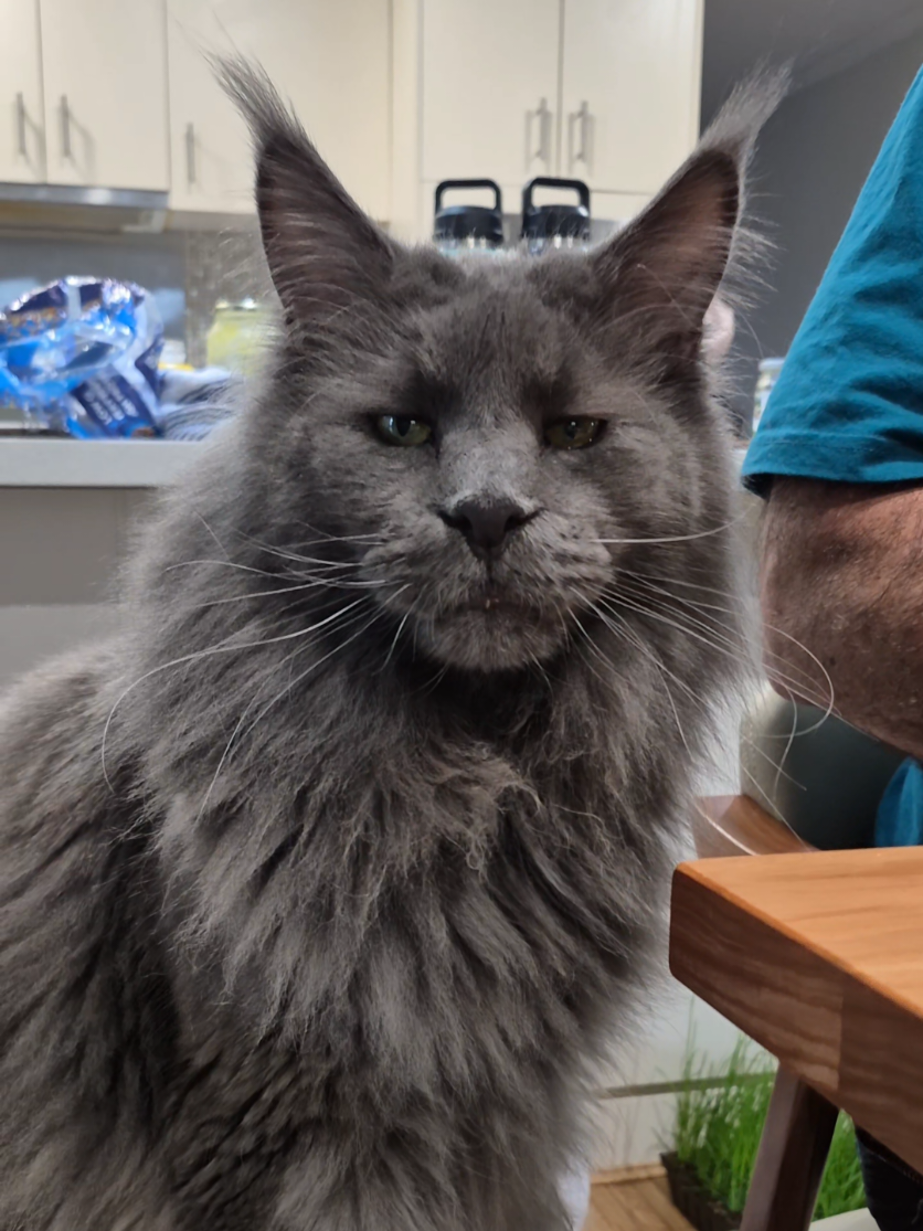 @Ragnar the Maine Coon 🐈
