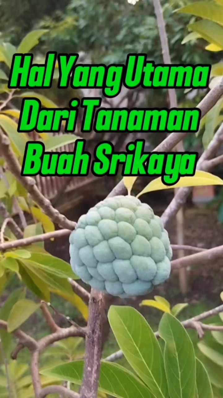 @Bukit Farming