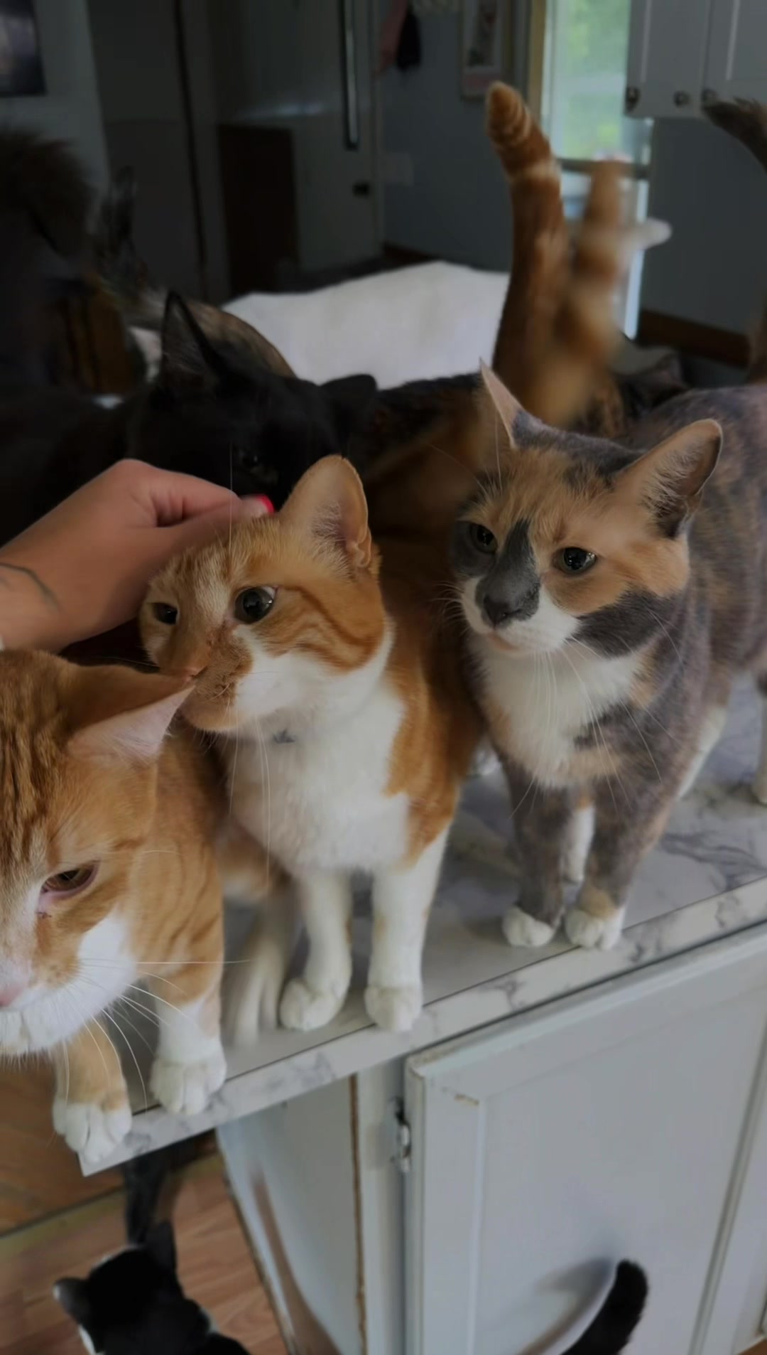 @thatcatladyjen