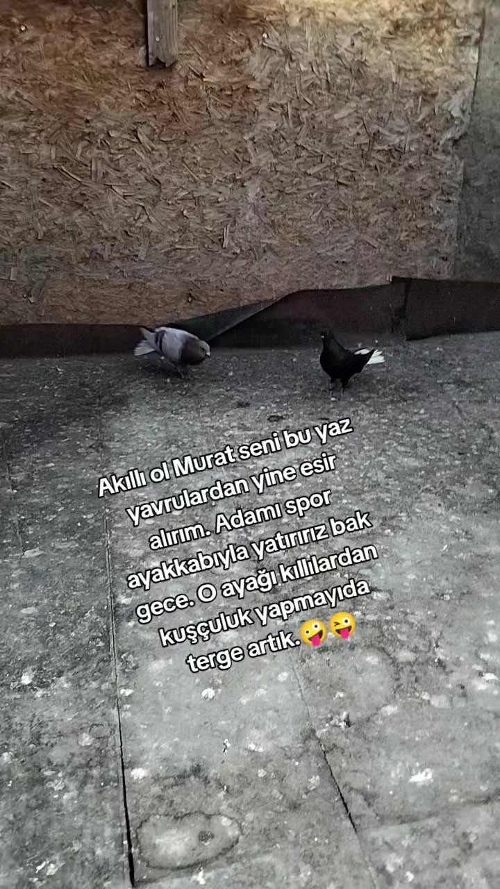 @Ertuğrul&Alparslan(Doktor)