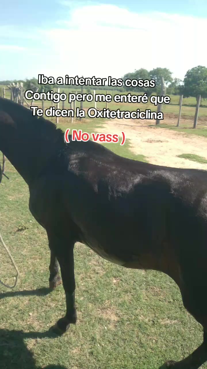 @ever tovar