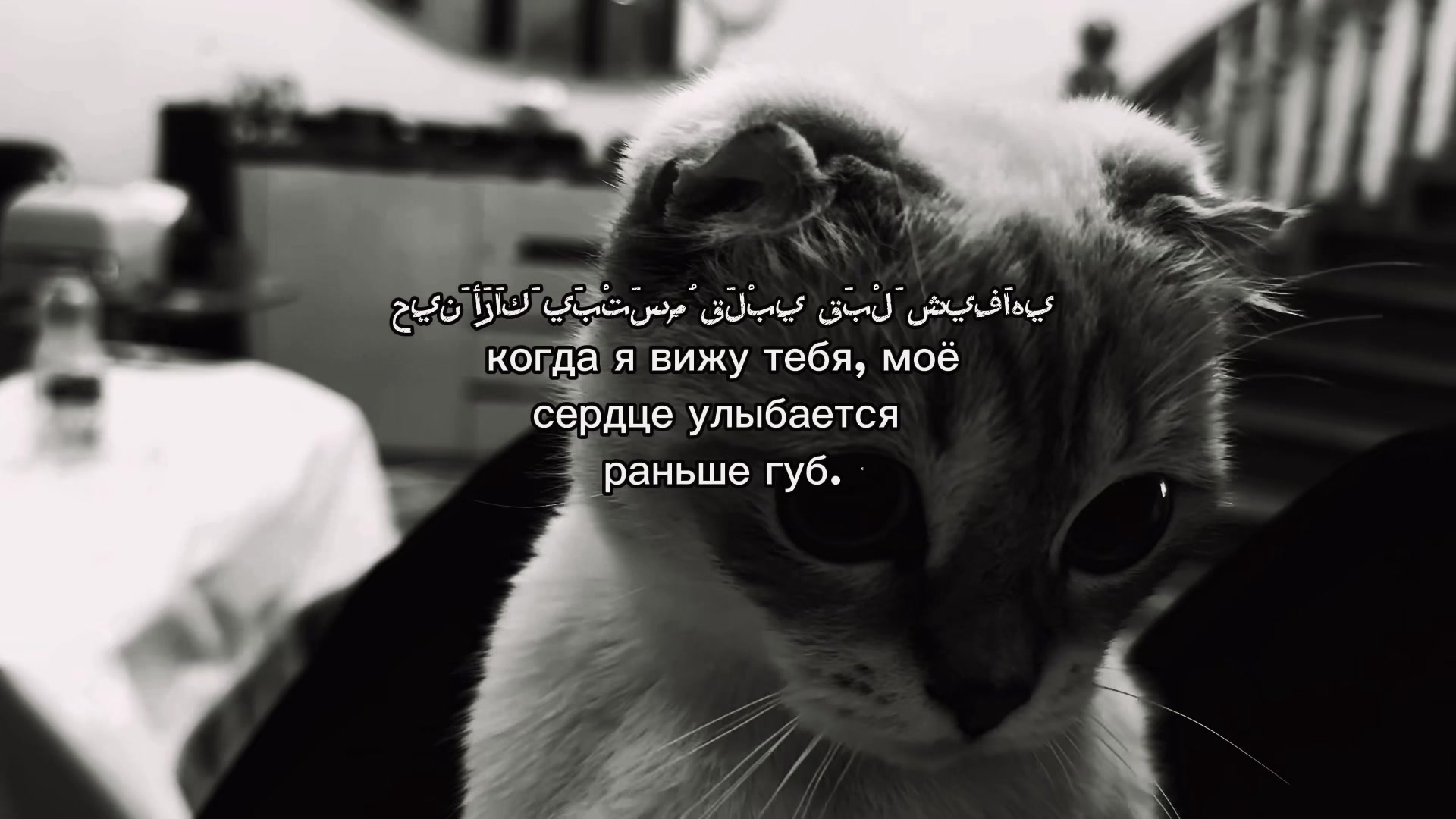 @عامي