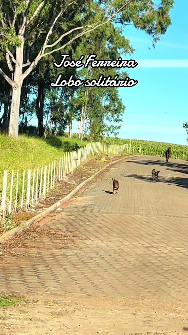 @joseferreiraferreira8