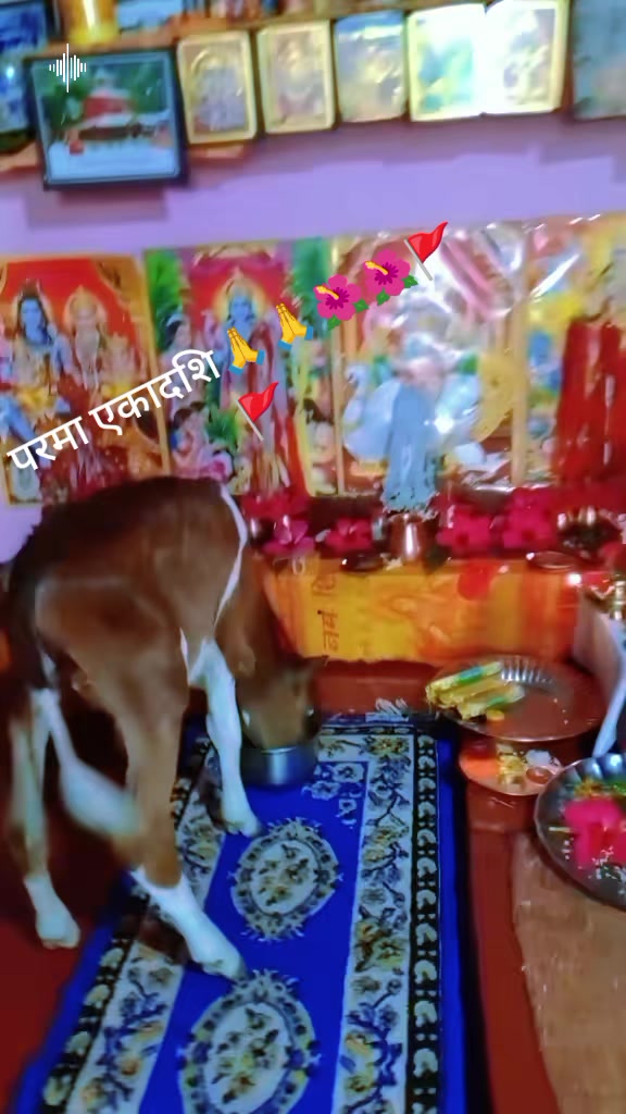 @Krishna Adhikari