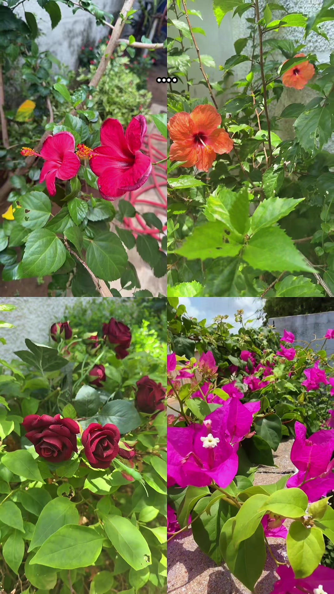 @دعم الحسابات 1
