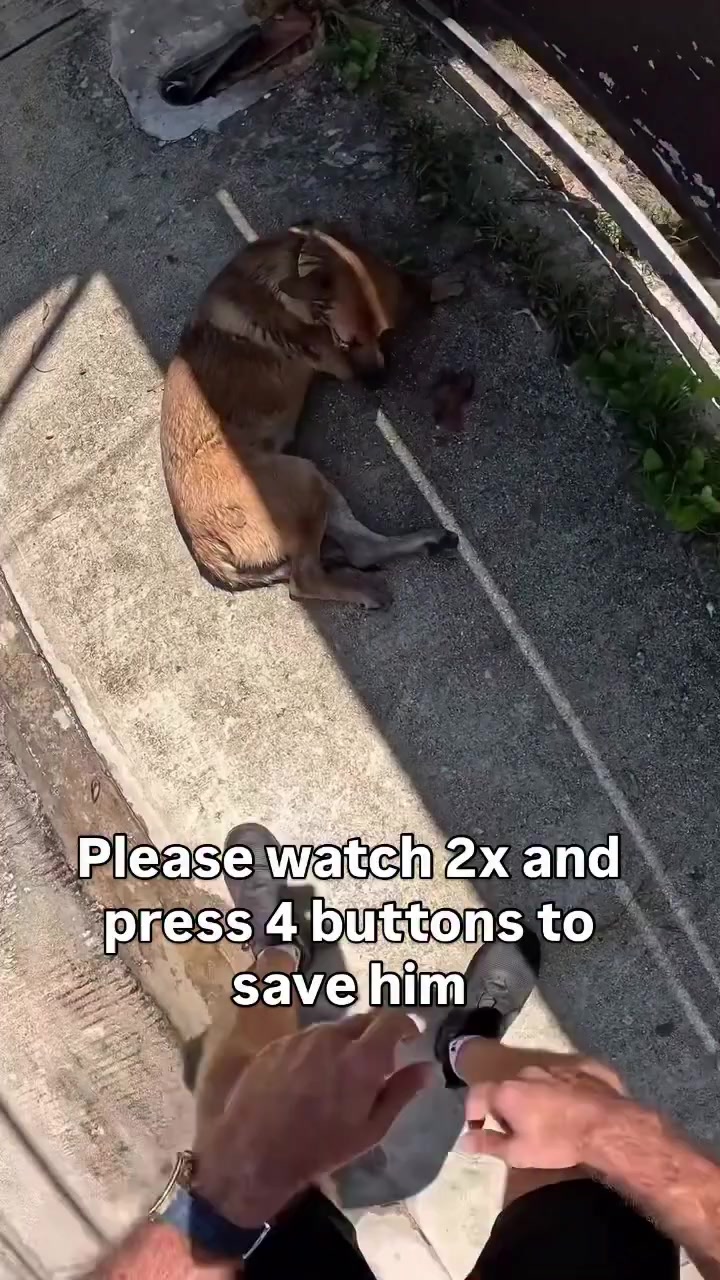 @NewLeashOnLifeRescue