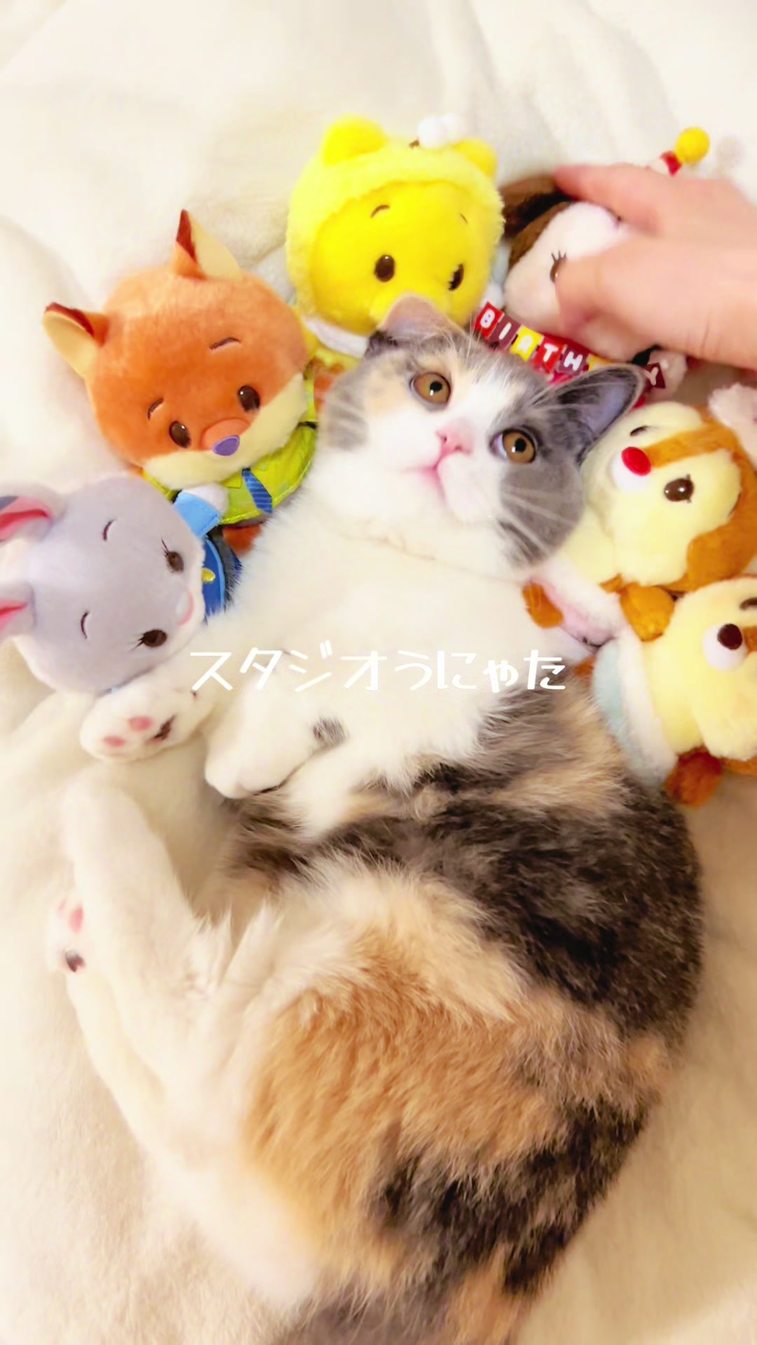 @うにぽて