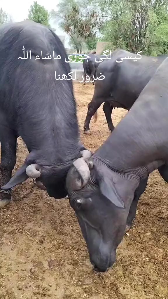 @Malik ijaz 669