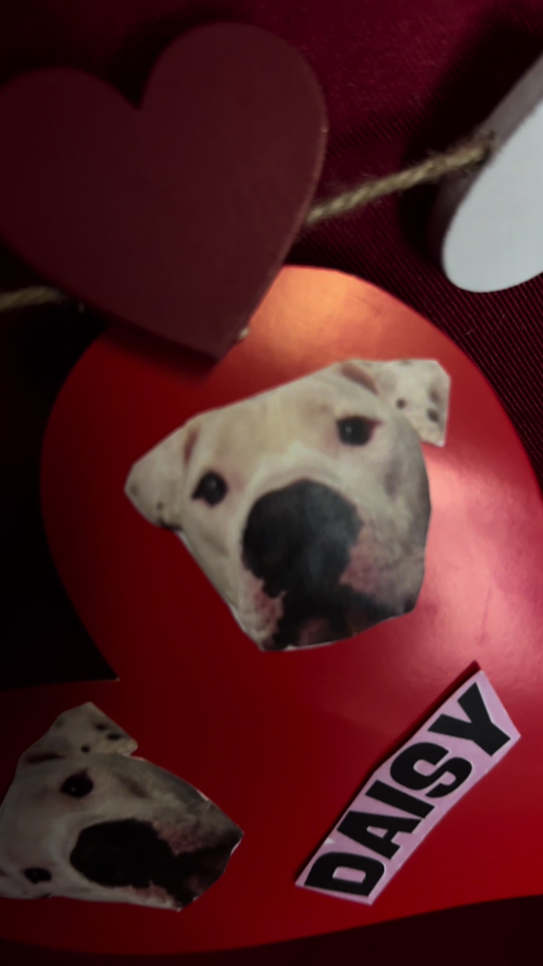 @CambridgeHumaneSocty