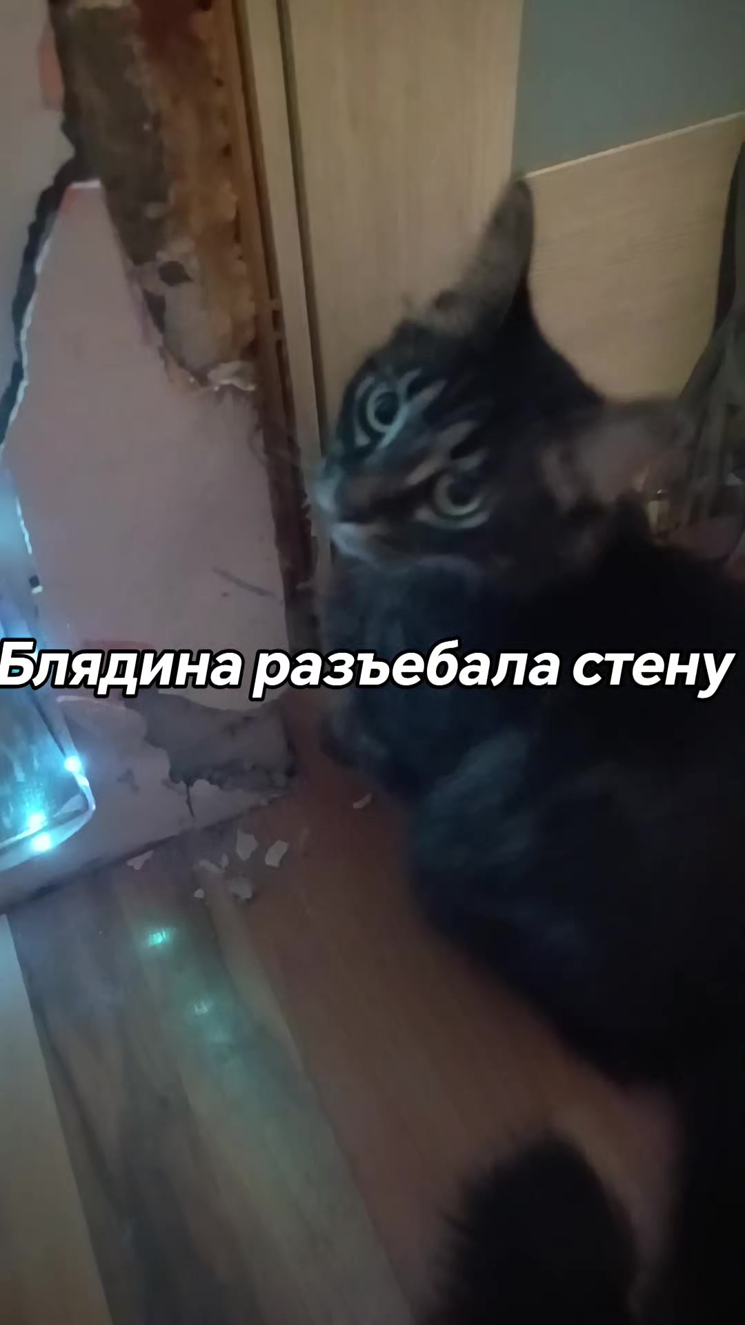@amusleninblyadina