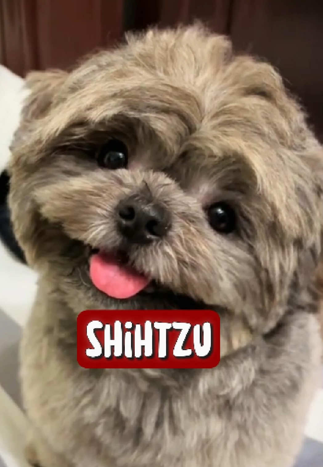 @RichyAnimals
