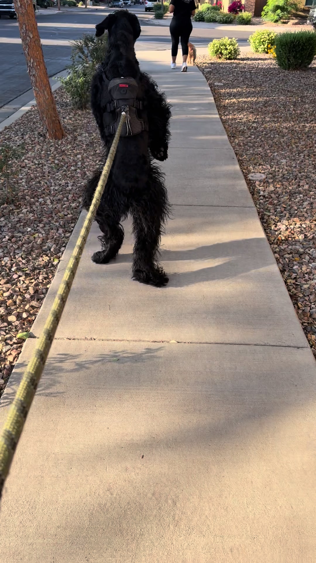 @Fiona Walks