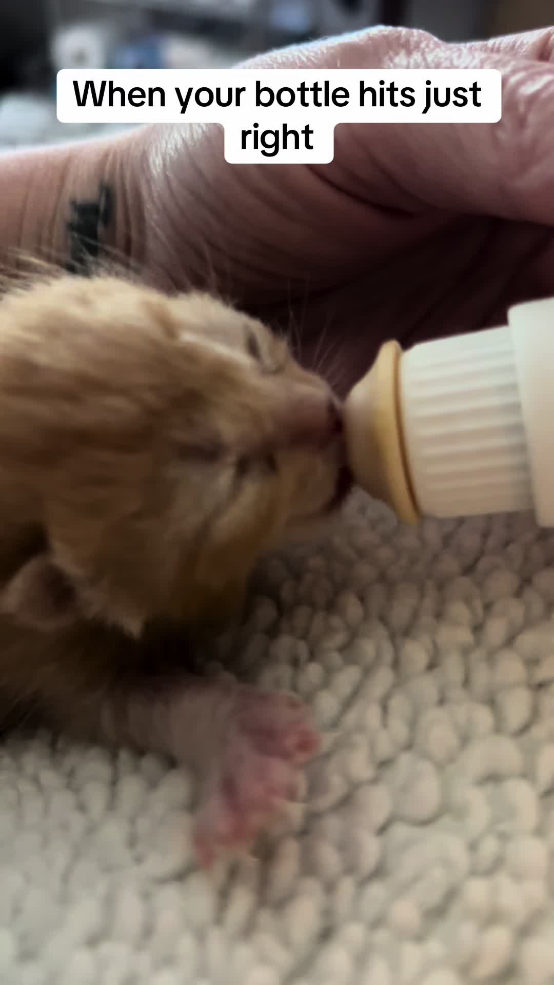 @Kitten.mama