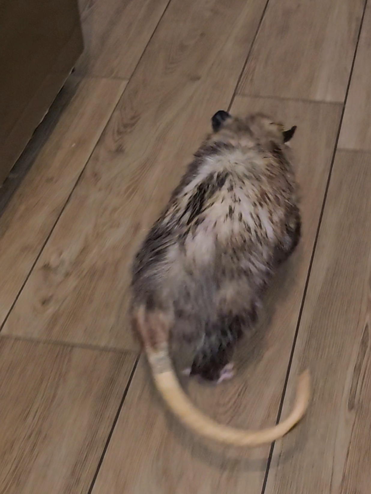 @OPOSSUMDAWGMOM